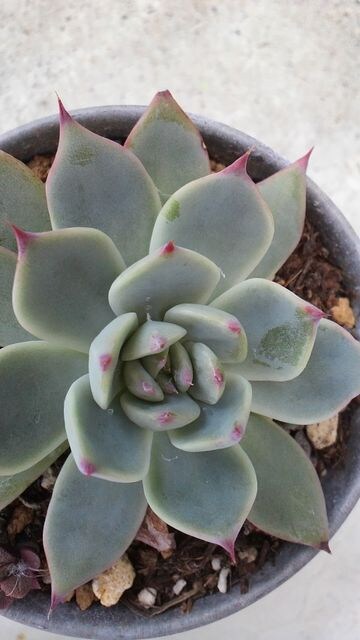 多肉植物 セクンダ W まとめ買いで配送サービス 新品 中古のオークション モバオク 多肉植物 セクンダ W まとめ買いで配送サービス 新品 中古のオークション モバオク