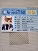 なめ猫 免許証 レアのオークション モバオク なめ猫 免許証 レアのオークション モバオク