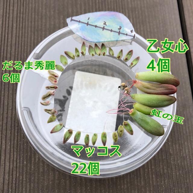 マッコス だるま秀麗 乙女心 虹の玉 葉挿し 訳アリ 極小 発根 多肉植物 ペット 手芸 園芸 新品 中古のオークション モバオク No