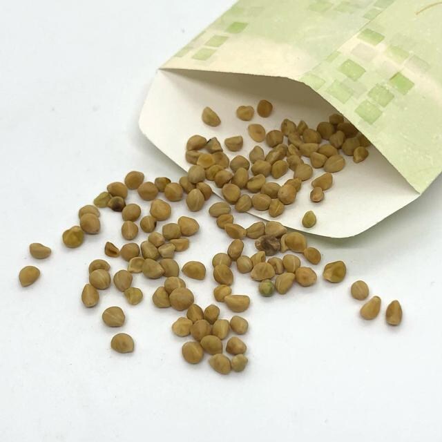 スプリットペタル あさがお 種子 八重咲き アサガオ 朝顔 ペット 手芸 園芸 新品 中古のオークション モバオク スプリットペタル あさがお 種子 八重咲き アサガオ 朝顔 ペット 手芸 園芸 新品 中古のオークション モバオク