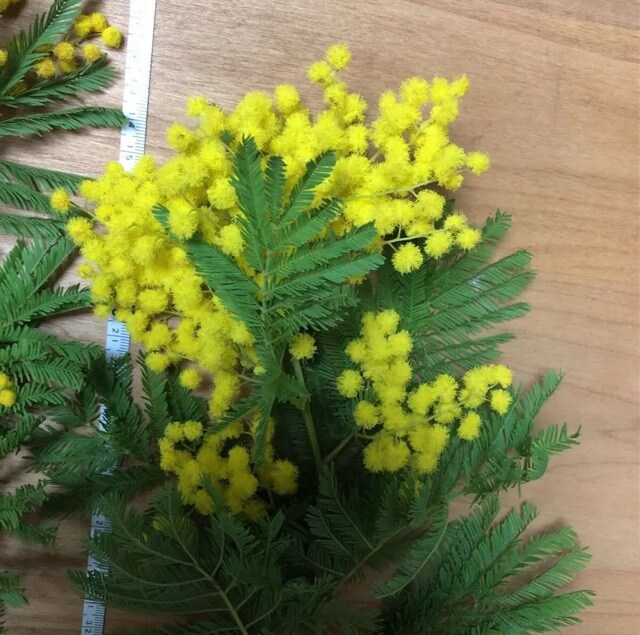 フレッシュミモザ 生花切花 ペット 手芸 園芸 新品 中古のオークション モバオク No フレッシュミモザ 生花切花 ペット 手芸 園芸 新品 中古のオークション モバオク No