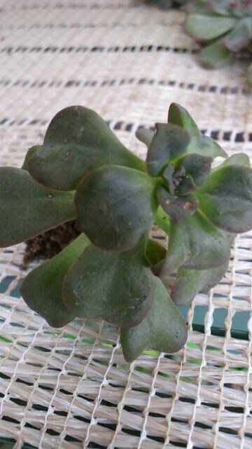 10円スタート 多肉植物 紅日傘 W まとめ買いで送料サービス 新品 中古のオークション モバオク 10円スタート 多肉植物 紅日傘 W まとめ買いで送料サービス 新品 中古のオークション モバオク
