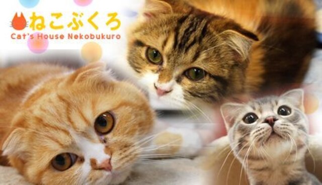 ねこぶくろ 東急ハンズ池袋 猫カフェ 入場券 缶バッジ 2枚 新品 中古のオークション モバオク ねこぶくろ 東急ハンズ池袋 猫カフェ 入場券 缶バッジ 2枚 新品 中古のオークション モバオク