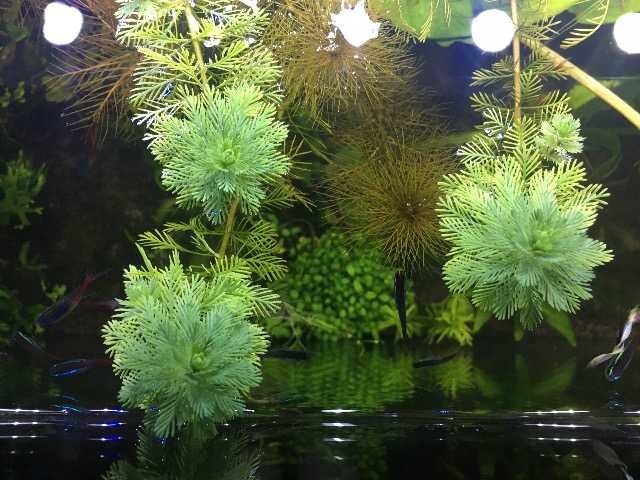 水槽後景にオレンジミリオフィラム水草 新品 中古のオークション モバオク 水槽後景にオレンジミリオフィラム水草 新品 中古のオークション モバオク
