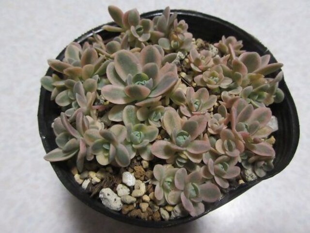多肉植物 オロスタキス属 子持ち蓮華錦 根付き苗です 新品 中古のオークション モバオク 多肉植物 オロスタキス属 子持ち蓮華錦 根付き苗です 新品 中古のオークション モバオク