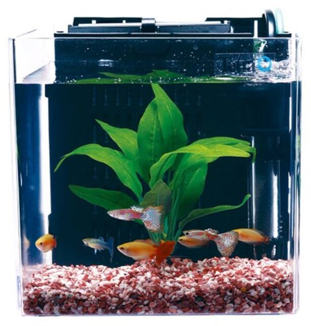 Tetra スマート熱帯魚飼育セットsp 17tf ペット 手芸 園芸 新品 中古のオークション モバオク Tetra スマート熱帯魚飼育セットsp 17tf ペット 手芸 園芸 新品 中古のオークション モバオク