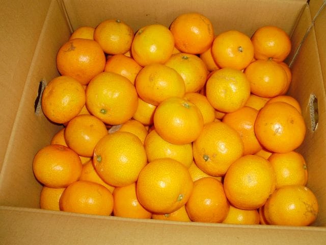 送料無料 和歌山の有田みかん 10キロ訳あり 予約受付中 新品 中古のオークション モバオク