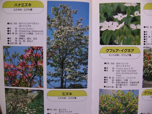 ぶ厚っ花の名前と分類が10枚のカラー写真とデータ花事典 ペット 手芸 園芸 新品 中古のオークション モバオク No ぶ厚っ花の名前と分類が10枚のカラー写真とデータ花事典 ペット 手芸 園芸 新品 中古のオークション モバオク No